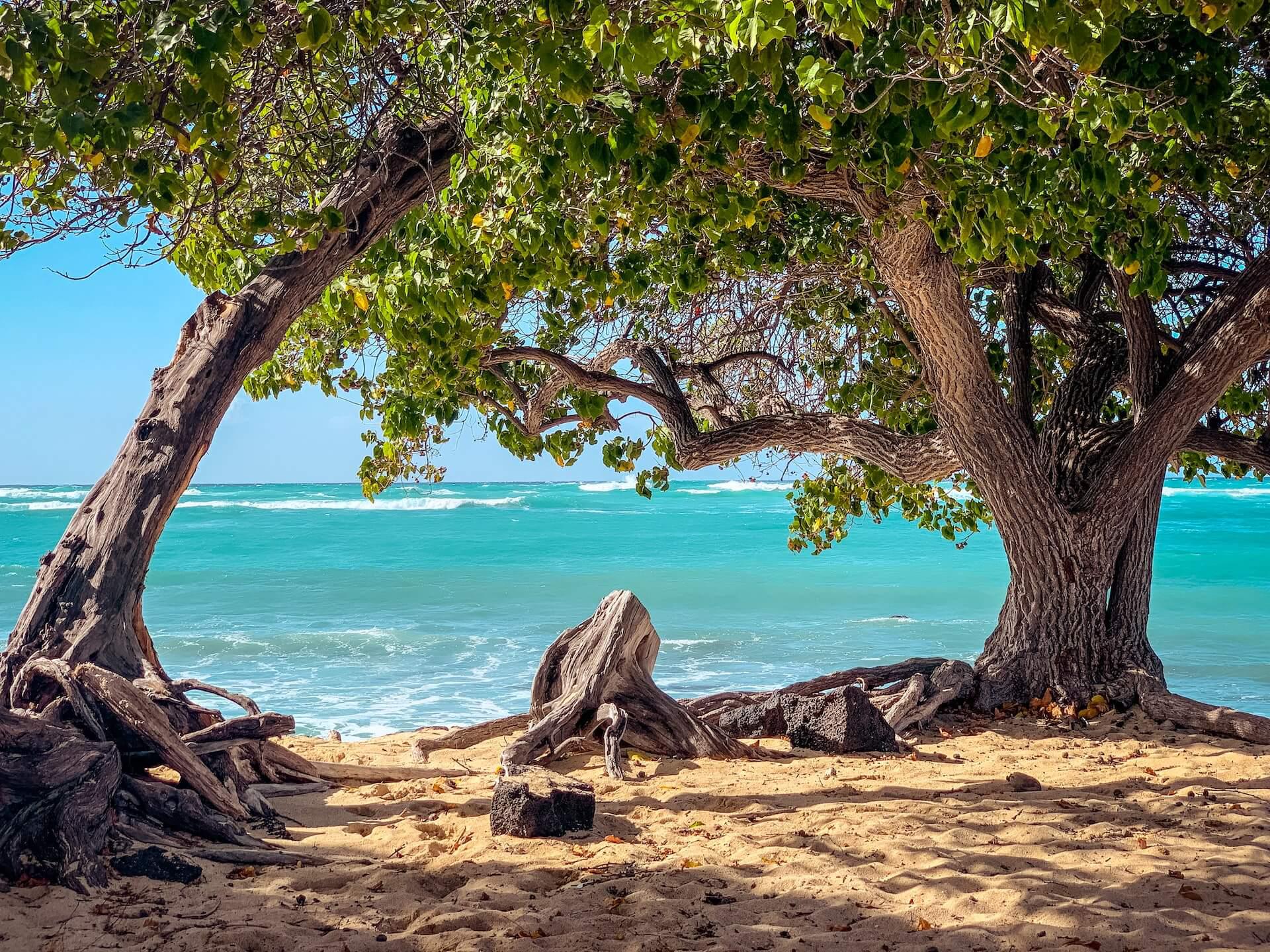 Hawaii Photoshoot and Picnic Services Hawaii Photoshoot and Picnic Services
